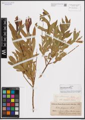 Foto von Salix elbursensis Boiss.